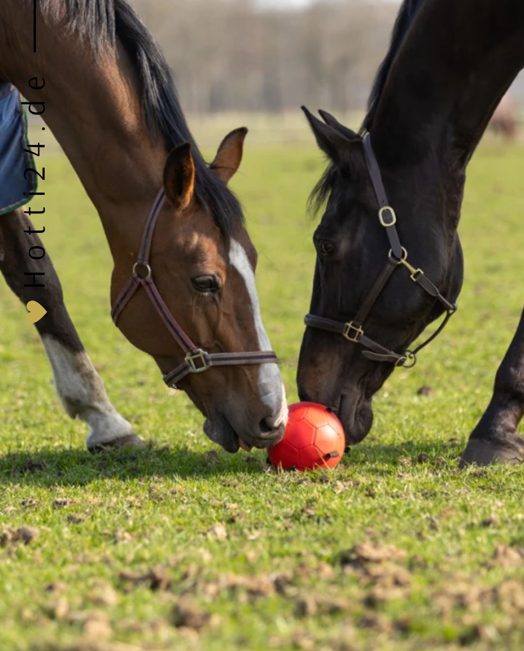 excellent-horse-fun-play-ball-kaufen-hotti24